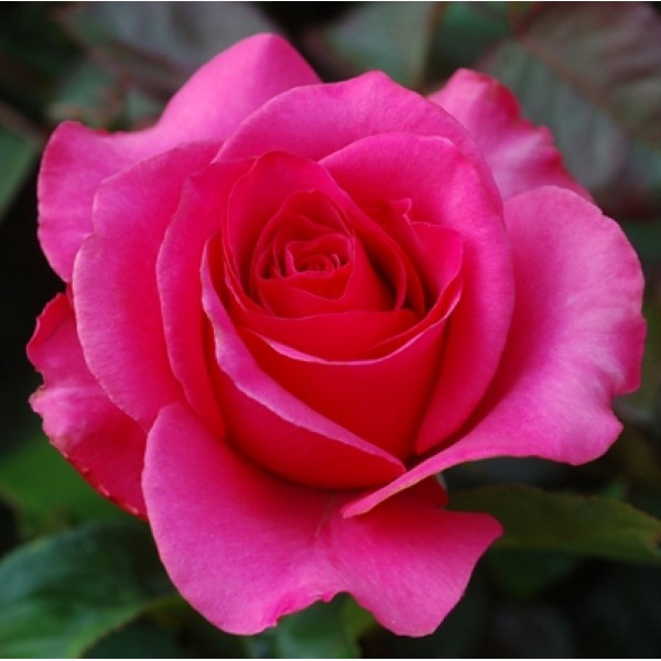 Rose Pink Plant